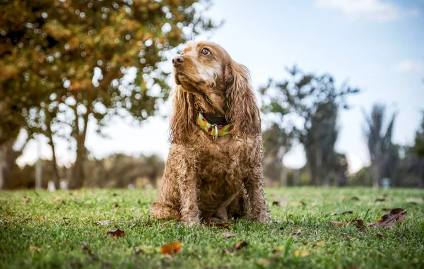 Cocker spaniel köpeği ağaçlı bir parkta çimlerin üzerinde oturuyor.