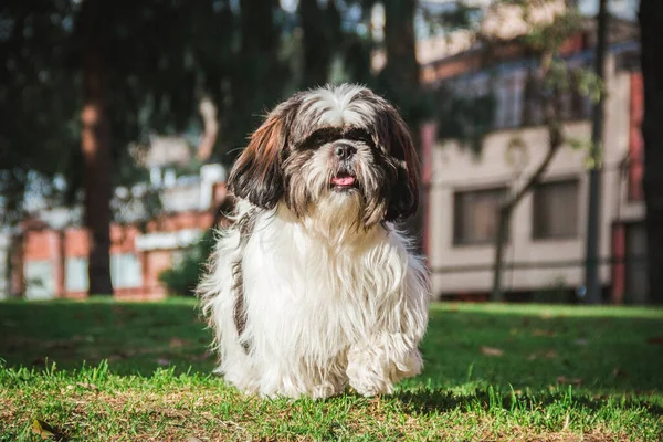 Perro Shitzu Parque Hierba — Foto de Stock