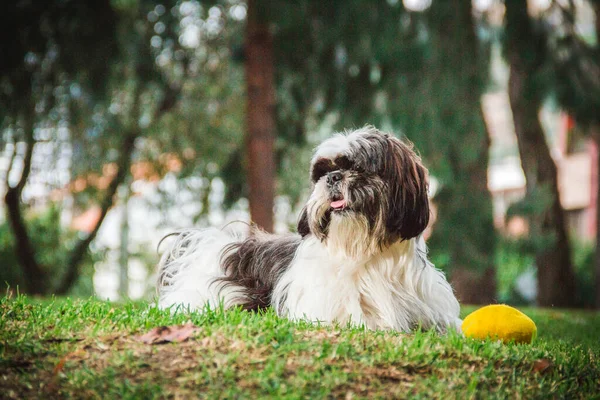 Shitzu Hond Het Park Het Gras — Stockfoto