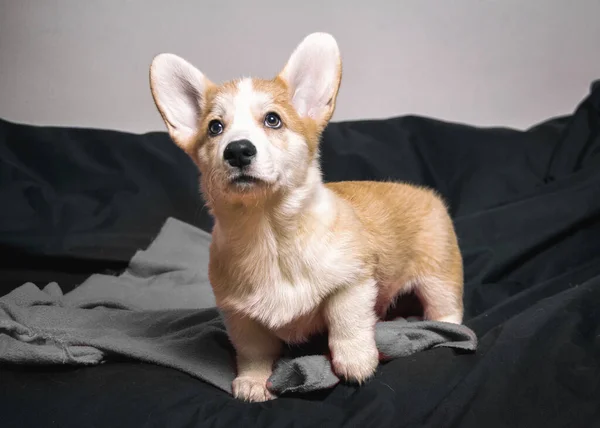 Fröhlicher Corgi Hund Auf Der Couch — Stockfoto