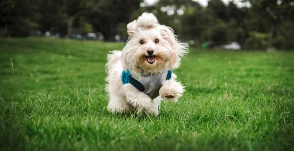 緑の芝生の公園にいるマルタ犬は ストックフォト