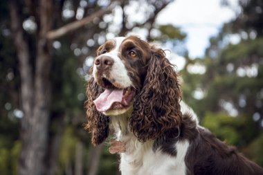 Cocker Spaniel uzun ağaçlı bir parkta