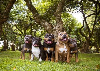 Parktaki çimlerin üzerinde oturan beş Amerikan zorba köpeği.