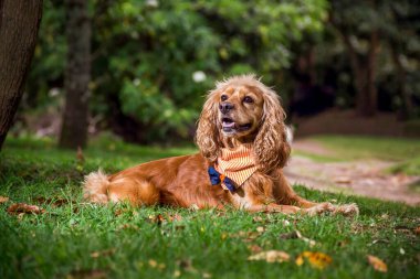 Cocker spaniel köpek çimlerin üzerindeki parkta duruyor.