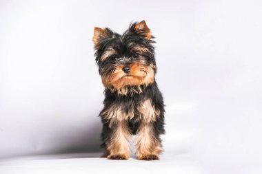 Beyaz arka planda Yorkshire köpek yavrusu