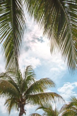 Bulutlu bir gökyüzünde palmiye ağaçları