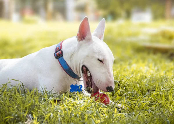 Bullterrier Kutya Parkban — Stock Fotó