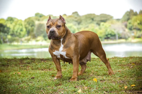 american bully dog standing on the grass and in the background a lake
