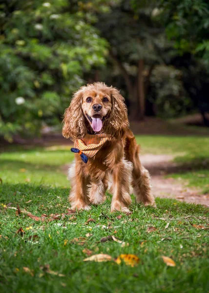 Cocker Spaniel Dog Standing Park Grass — Stock Photo, Image