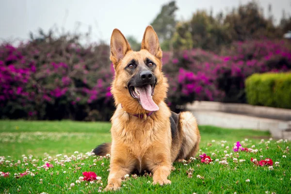 Schäferhund Liegt Mit Ausgestreckter Zunge Gras — Stockfoto