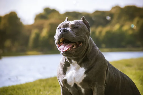 american bully dog in the park with the lake