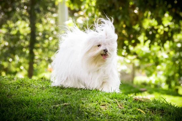 Maltese Hond Loopt Het Park — Stockfoto