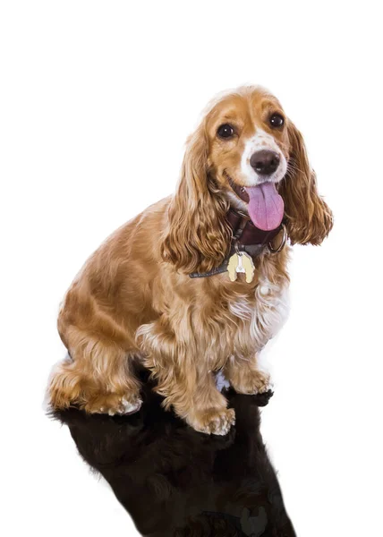 Cocker Spaniel Hund Sitter Vit Bakgrund — Stockfoto