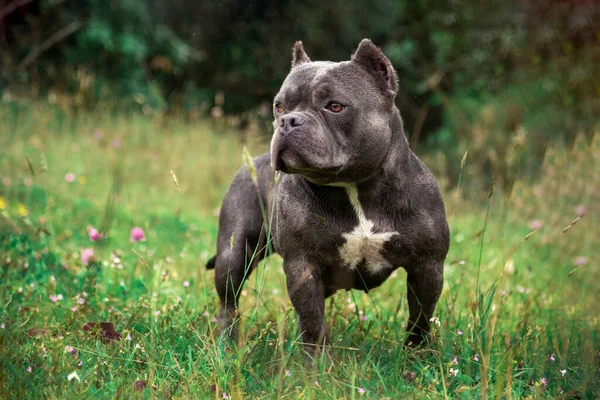 アメリカのいじめ犬が緑の草の上に立って ストック写真