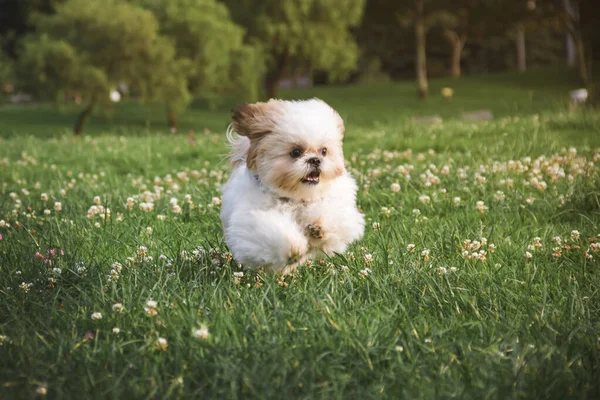 芝の中を花で走る四ツ子犬 ロイヤリティフリーのストック画像