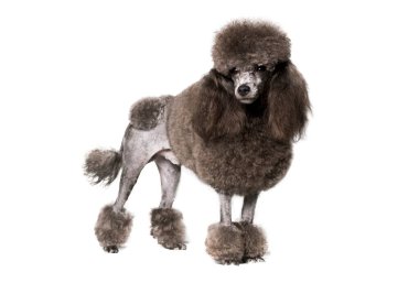 Beyaz bir stüdyonun arka planında kanişin küçük zarif siyah köpeğinin saç stili.