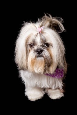 Siyah stüdyo arka planında beyaz köpek örgüleri olan çok tatlı bir saç stili.