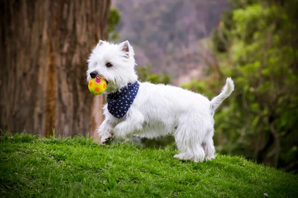 Westy Hond Wandelen Door Het Groene Gras Van Een Park — Stockfoto