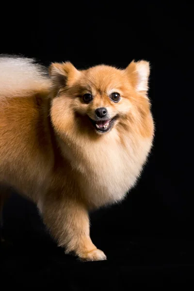 Zlatý Pomeranian Pes Spoustou Srsti Černém Pozadí Studia — Stock fotografie