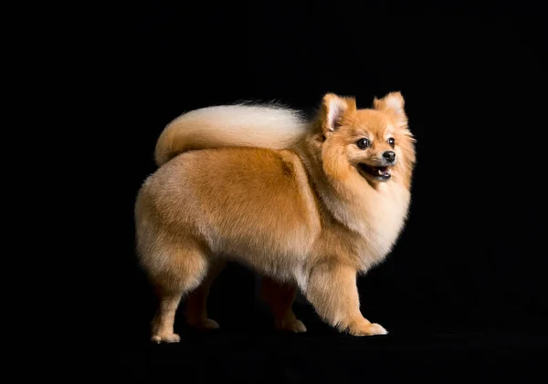 Cão Pomeranian Dourado Com Monte Pele Fundo Estúdio Preto — Fotografia de Stock