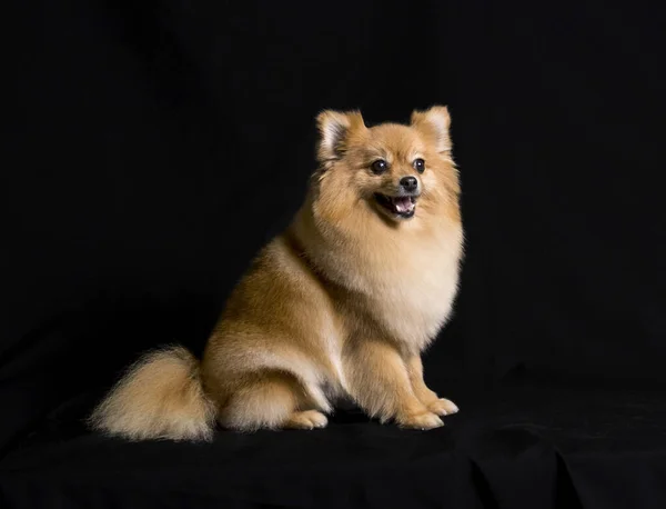 Cão Pomeranian Dourado Com Monte Pele Fundo Estúdio Preto — Fotografia de Stock