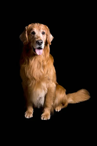 Grande Dourado Cão Adulto Dourado Estúdio Preto Fundo Sentado Calmo — Fotografia de Stock