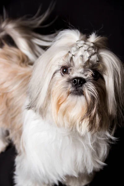 Frisyr Med Mycket Söt Vit Shitzu Hund Flätor Svart Studio — Stockfoto