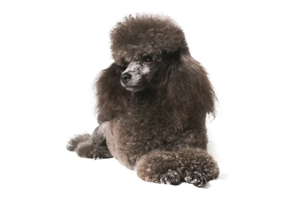 白いスタジオの背景にある小さなエレガントな黒い犬の髪型 — ストック写真