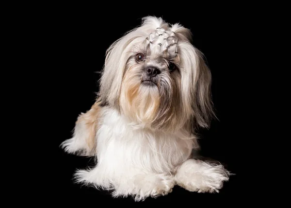 Siyah Stüdyo Arka Planında Beyaz Köpek Örgüleri Olan Çok Tatlı — Stok fotoğraf