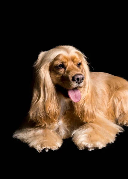 Muito Bom Dourado Cocker Spaniel Olhando Para Câmera Estúdio Preto — Fotografia de Stock