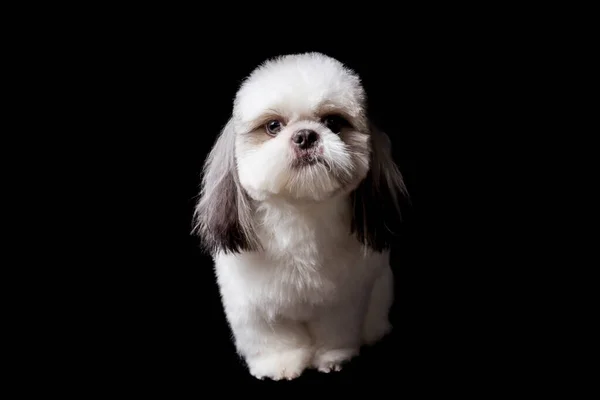 Penteado Pomposo Cão Shitzu Branco Muito Bonito Fundo Estúdio Preto — Fotografia de Stock