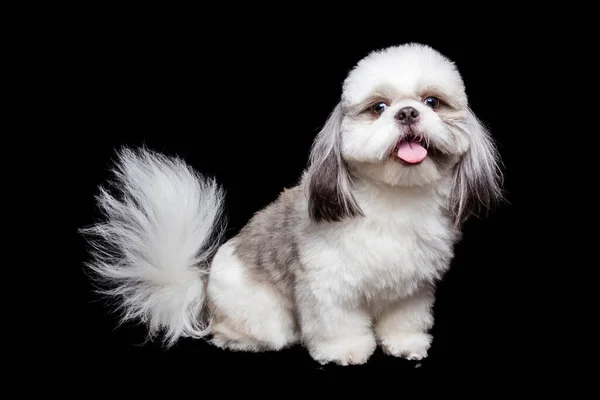 Penteado Pomposo Cão Shitzu Branco Muito Bonito Fundo Estúdio Preto — Fotografia de Stock