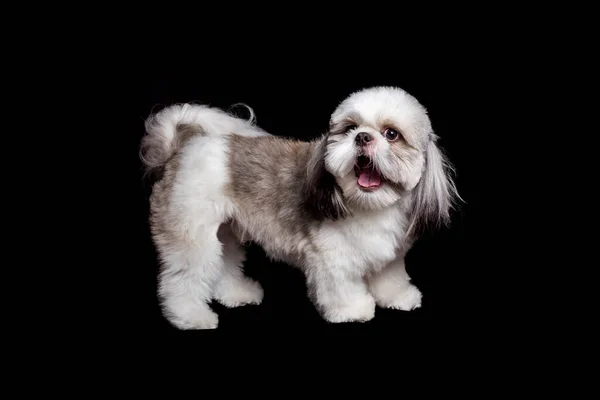 Penteado Pomposo Cão Shitzu Branco Muito Bonito Fundo Estúdio Preto — Fotografia de Stock