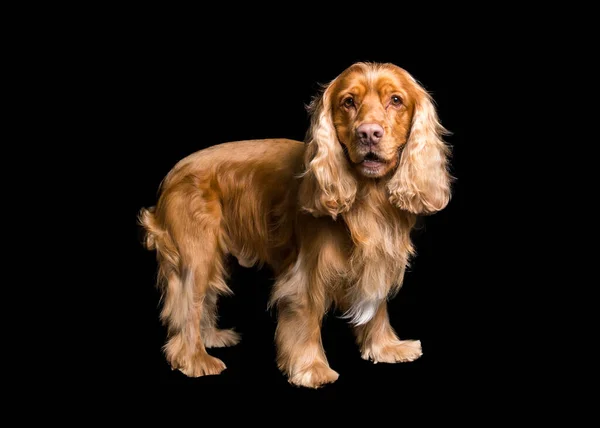 Muito Bom Dourado Cocker Spaniel Olhando Para Câmera Estúdio Preto — Fotografia de Stock