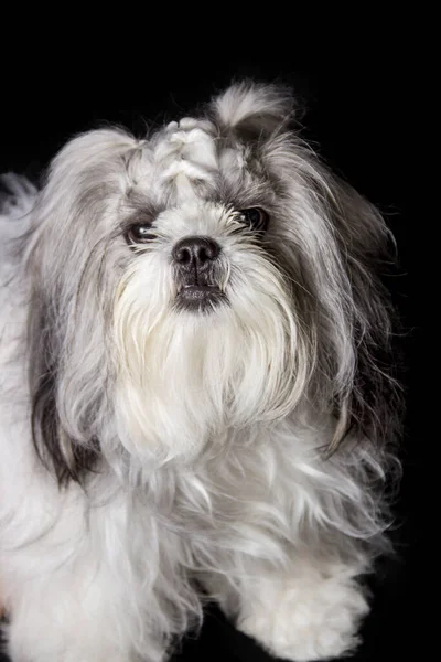 黒のスタジオの背景に可愛い白いシツワン犬の毛がある髪型 — ストック写真