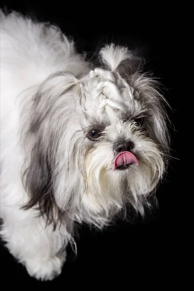 黒のスタジオの背景に可愛い白いシツワン犬の毛がある髪型 — ストック写真