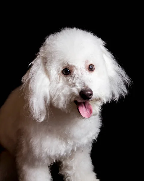 Sehr Schöner Weißer Pudelhund Der Die Kamera Auf Schwarzem Studiohintergrund — Stockfoto