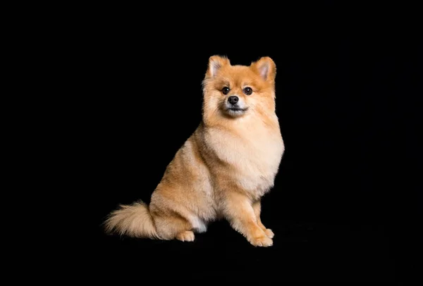 Zlatý Pomeranian Pes Spoustou Srsti Černém Pozadí Studia — Stock fotografie
