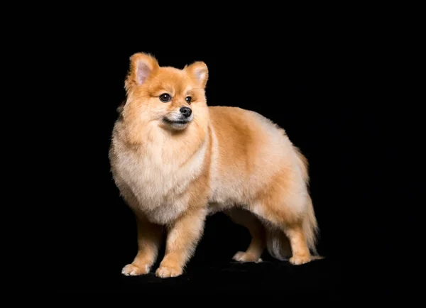 Zlatý Pomeranian Pes Spoustou Srsti Černém Pozadí Studia — Stock fotografie