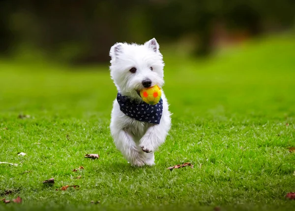 彼の口の中にボールと蝶の公園の緑の草の中を歩く木製の犬 ストック画像