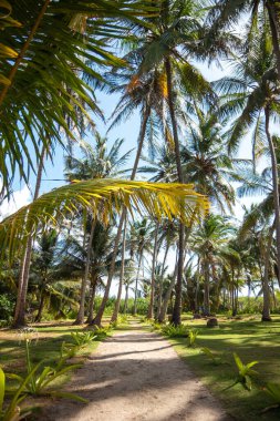 Turkuaz mavisi bir cennette hindistan cevizi palmiyeleri.