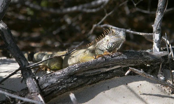 Zöld Iguana Fehér Néhány Száraz Rönk Fehér Homok Strandon — Stock Fotó