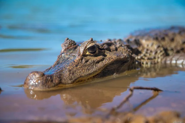 Alligator Ödla Sola Sjön Stranden Visar Sina Tänder — Stockfoto