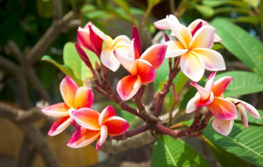 Frangipani çiçekler