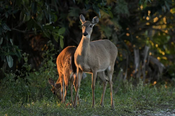 Whitetail Deer South Florida Riverbend Wildlife Area — Stock Photo, Image