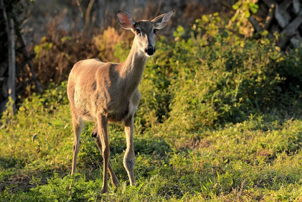 Whitetail Deer South Florida — Stock Photo, Image