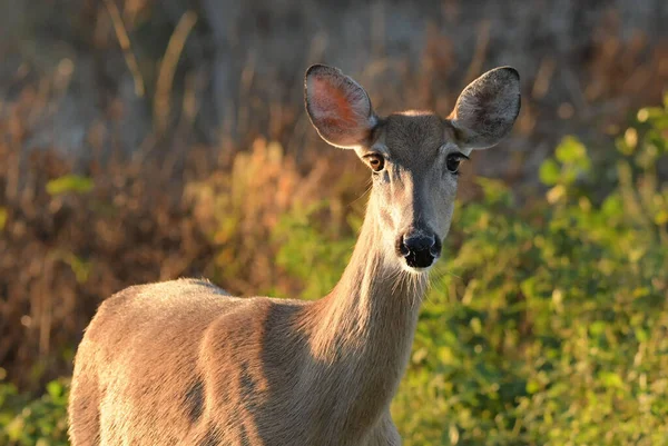 Whitetail Deer South Florida — Stock Photo, Image