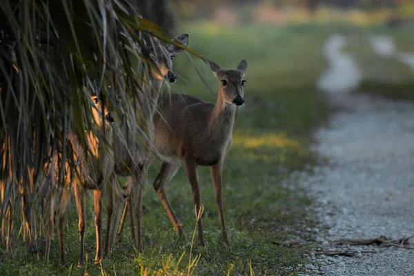 Whitetail Deer South Florida — Stock Photo, Image