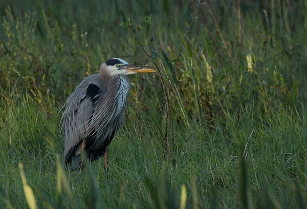 Gran Garza Azul Sur Florida — Foto de Stock