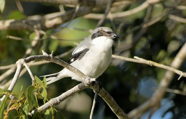 Loggerhead Shrike Zuid Florida — Stockfoto